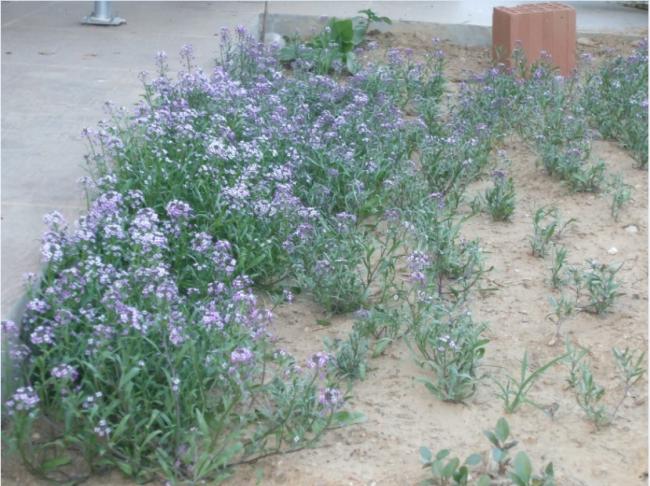 Name:  alyssum.jpg
Views: 1546
Size:  61.8 KB