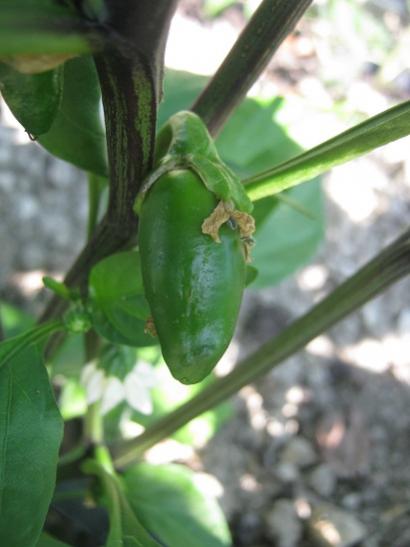 Name:  jalepeno.jpg
Views: 1463
Size:  27.0 KB
