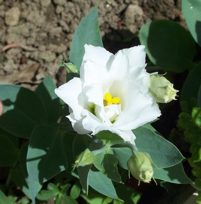 Name:  100_1093.jpg
Views: 446
Size:  45.3 KB