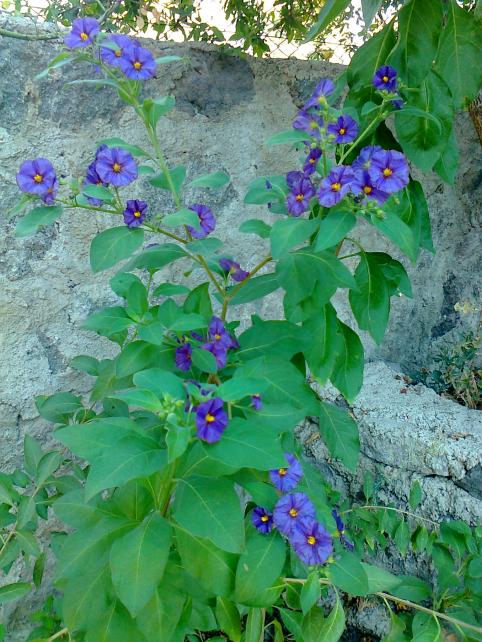 Name:  054.jpg
Views: 396
Size:  75.5 KB