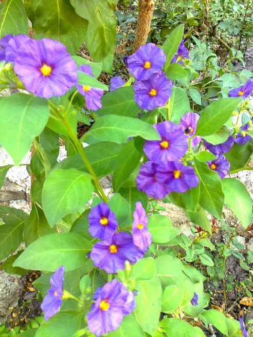 Name:  055.jpg
Views: 410
Size:  76.7 KB