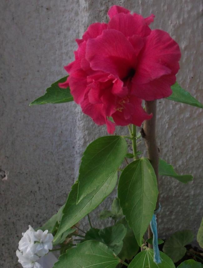 Name:  DSCF5629.jpg
Views: 526
Size:  56.8 KB