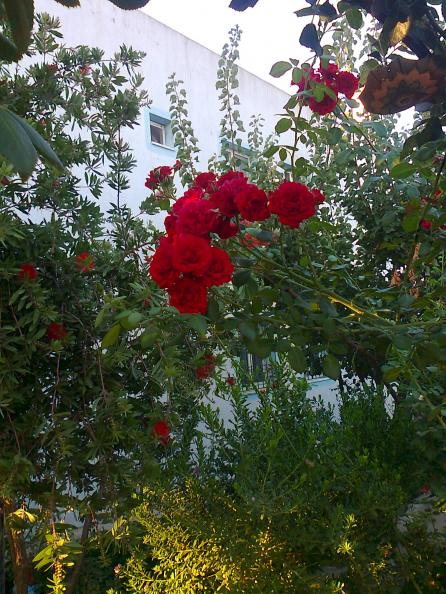 Name:  009.jpg
Views: 431
Size:  77.0 KB