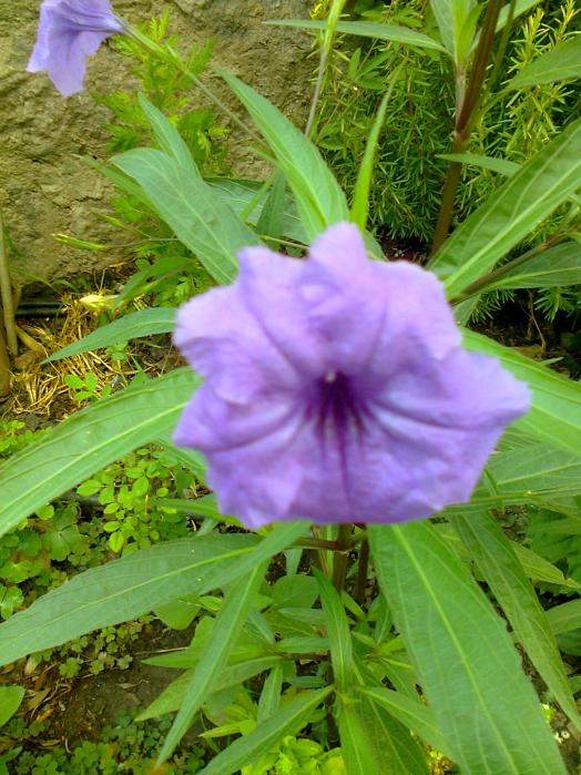 Name:  051.jpg
Views: 443
Size:  75.4 KB