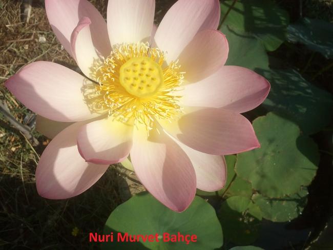 Name:  Nuri Murvet Bahe 1.jpg
Views: 1299
Size:  37.3 KB