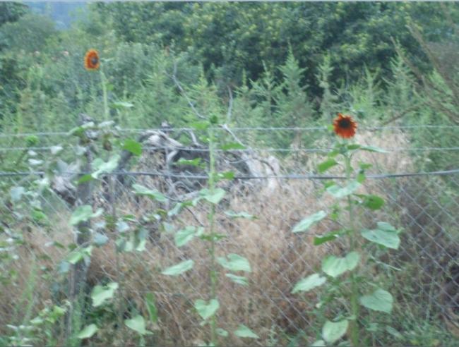 Name:  ay uzun.jpg
Views: 1153
Size:  56.4 KB