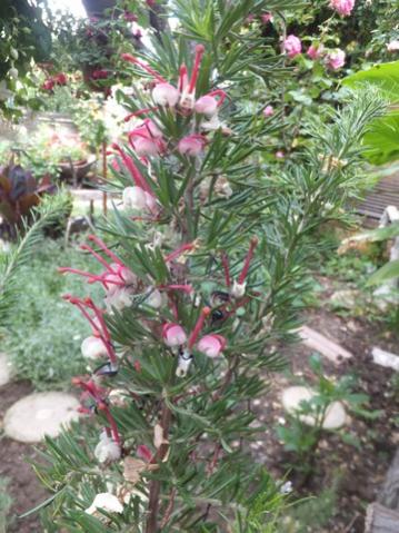Name:  DSCF0008.jpg
Views: 226
Size:  43.0 KB