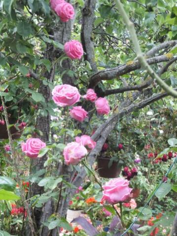 Name:  DSCF0010.jpg
Views: 247
Size:  46.3 KB