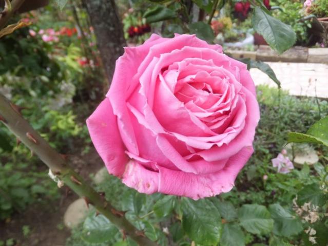 Name:  DSCF0014.jpg
Views: 230
Size:  46.8 KB