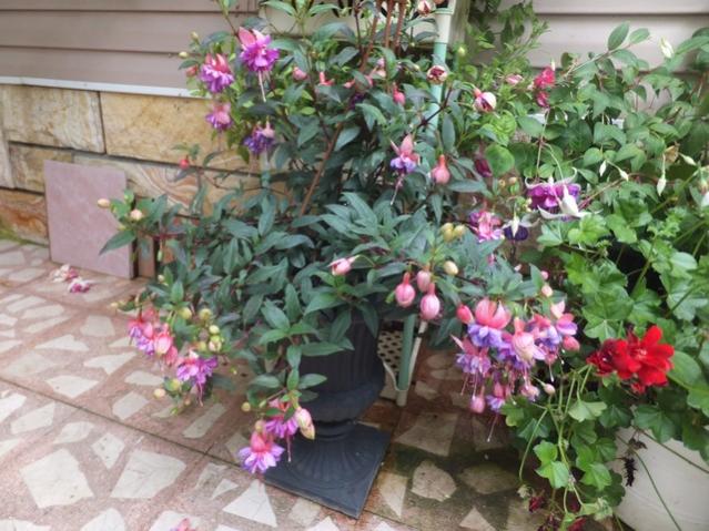 Name:  DSCF0029.jpg
Views: 224
Size:  62.1 KB