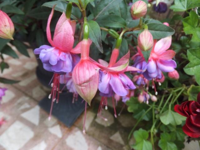 Name:  DSCF0030.jpg
Views: 236
Size:  41.1 KB