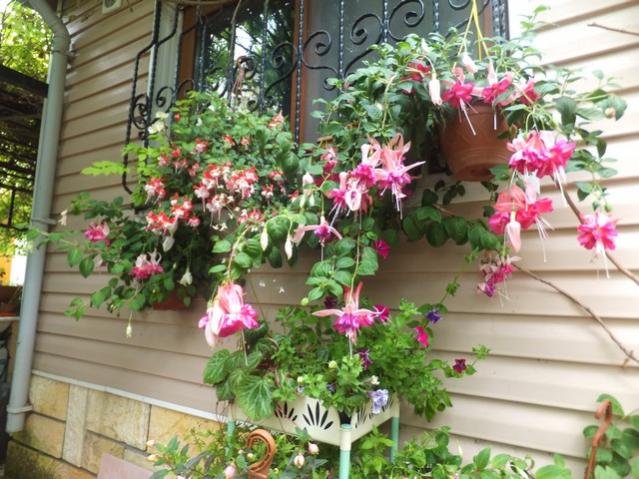 Name:  DSCF0032.jpg
Views: 712
Size:  65.2 KB