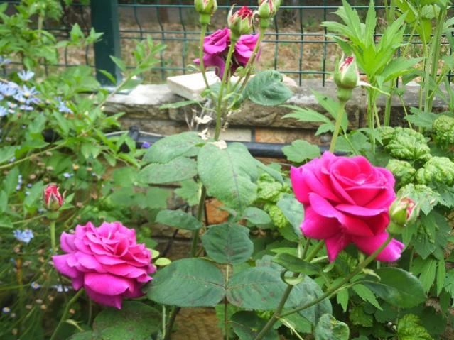 Name:  DSCF0054.jpg
Views: 483
Size:  62.4 KB