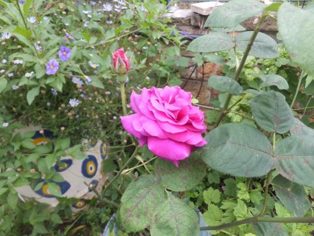 Name:  DSCF0056.jpg
Views: 480
Size:  58.8 KB
