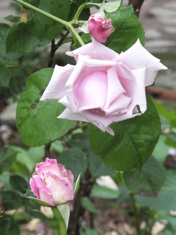 Name:  DSCF0059.JPG
Views: 490
Size:  54.5 KB