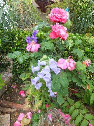 Name:  DSCF0062.jpg
Views: 472
Size:  43.0 KB