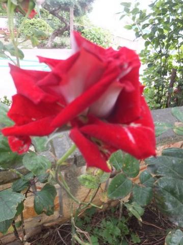 Name:  DSCF0088.jpg
Views: 730
Size:  32.8 KB