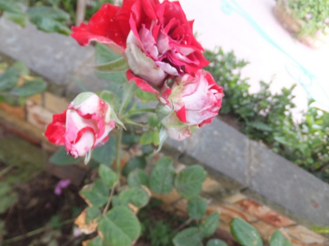 Name:  DSCF0090.JPG
Views: 735
Size:  67.3 KB