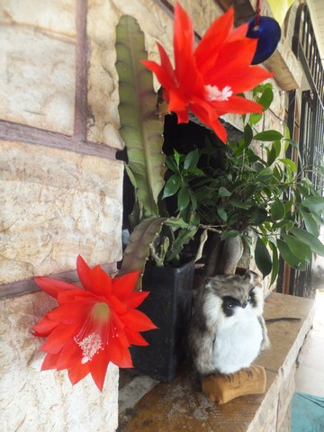 Name:  DSCF0100.JPG
Views: 456
Size:  69.2 KB