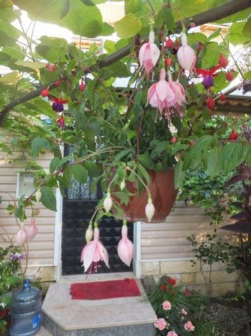 Name:  DSCF0109.jpg
Views: 455
Size:  36.4 KB