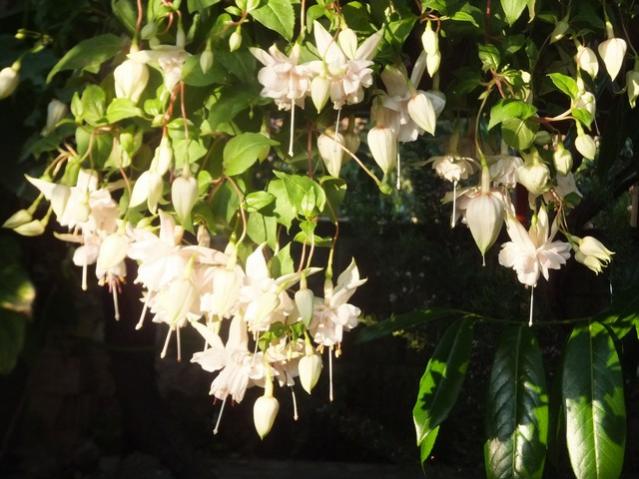 Name:  DSCF0120.jpg
Views: 724
Size:  52.6 KB