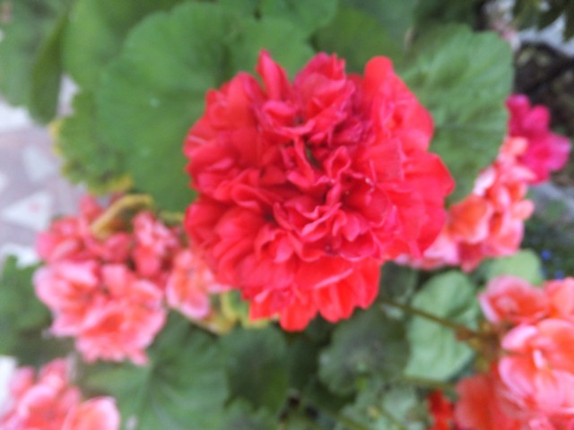 Name:  DSCF0121.JPG
Views: 702
Size:  61.5 KB
