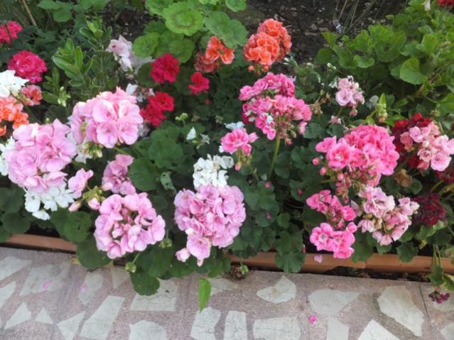 Name:  DSCF0125.jpg
Views: 717
Size:  61.3 KB
