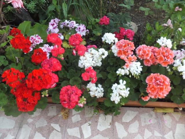 Name:  DSCF0127.jpg
Views: 720
Size:  61.0 KB