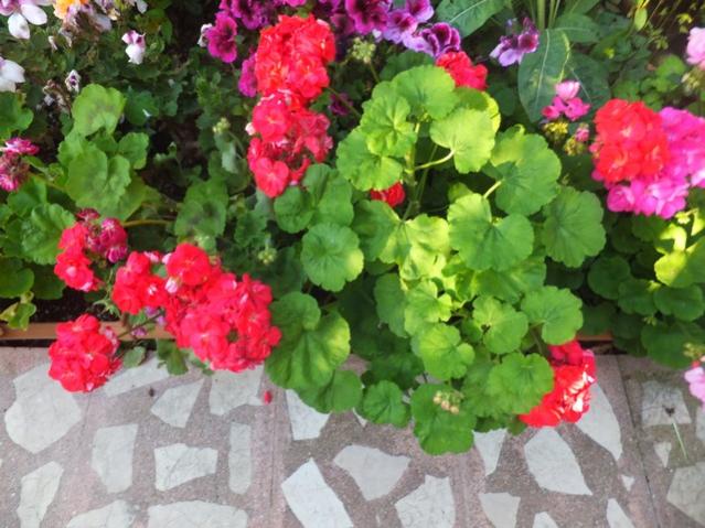 Name:  DSCF0129.jpg
Views: 459
Size:  58.1 KB