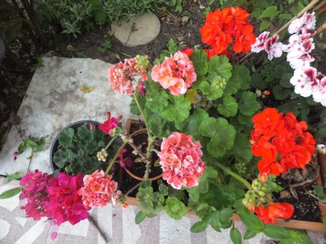 Name:  DSCF0131.jpg
Views: 453
Size:  60.7 KB
