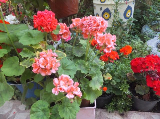 Name:  DSCF0138.jpg
Views: 465
Size:  60.1 KB