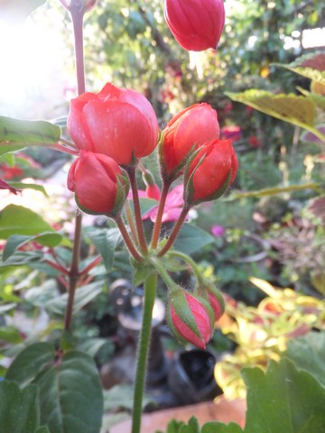 Name:  DSCF0148.JPG
Views: 440
Size:  60.9 KB