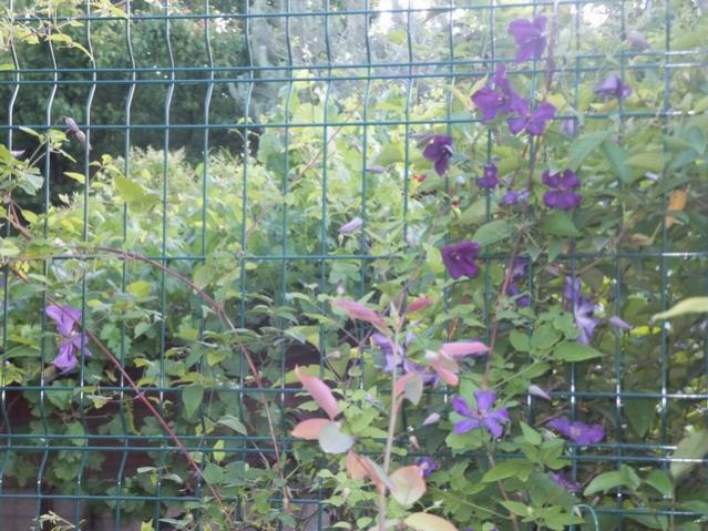 Name:  DSCF0161.jpg
Views: 463
Size:  67.0 KB