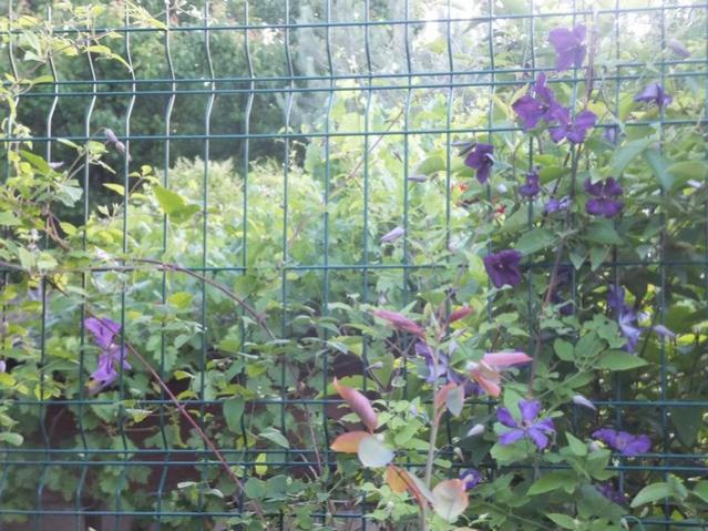 Name:  DSCF0162.jpg
Views: 449
Size:  67.9 KB