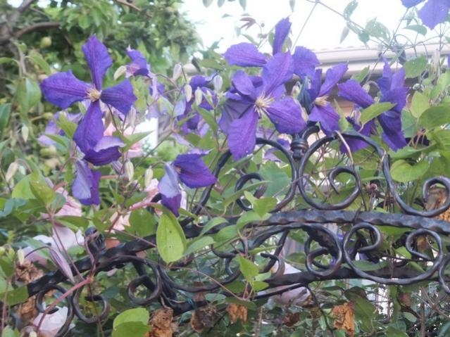 Name:  DSCF0165.jpg
Views: 449
Size:  63.7 KB