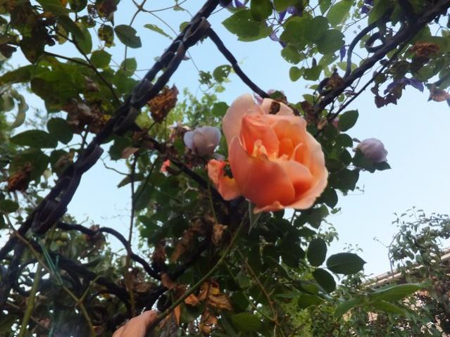 Name:  DSCF0178.jpg
Views: 456
Size:  60.9 KB