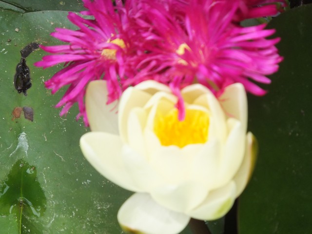 Name:  DSCF0187.JPG
Views: 445
Size:  66.2 KB