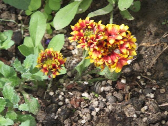 Name:  DSCF0195.jpg
Views: 451
Size:  57.3 KB