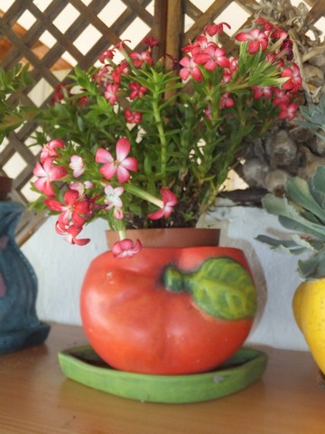 Name:  DSCF0217.JPG
Views: 444
Size:  62.2 KB