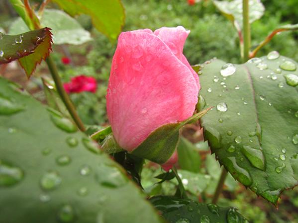 Name:  IMG_4211.jpg
Views: 1291
Size:  36.2 KB