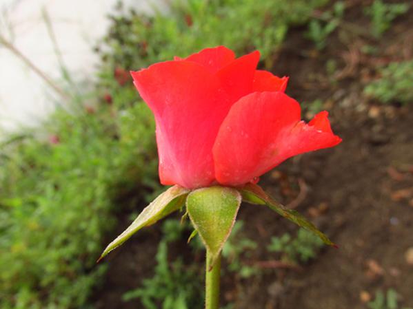 Name:  IMG_4213.jpg
Views: 1297
Size:  29.2 KB