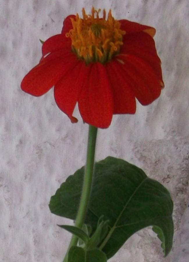 Name:  DSCF5776.jpg
Views: 435
Size:  48.3 KB