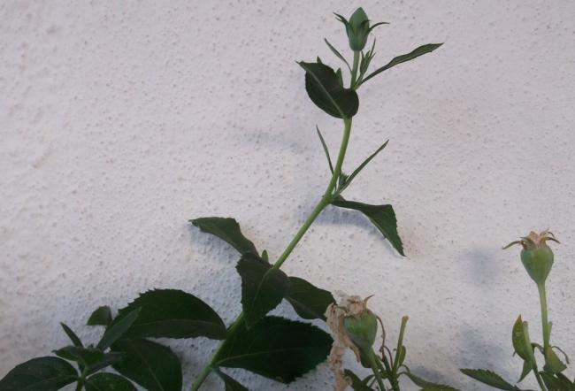 Name:  DSCF5794.jpg
Views: 776
Size:  34.7 KB