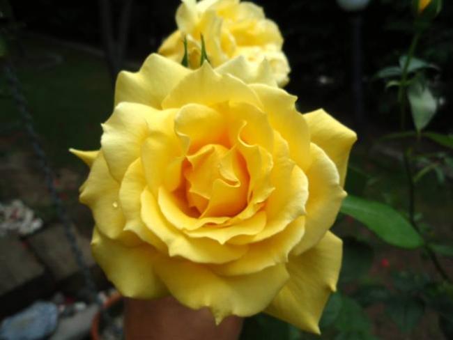 Name:  10322792_539661786139490_8900494727401790806_n[2].jpg
Views: 435
Size:  27.4 KB
