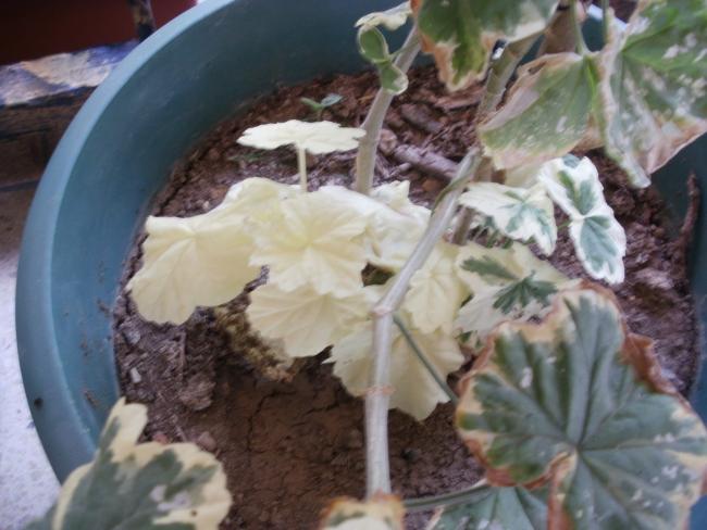 Name:  P1010289a.jpg
Views: 506
Size:  44.5 KB