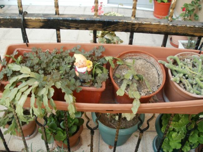 Name:  P1010295a.jpg
Views: 535
Size:  60.7 KB