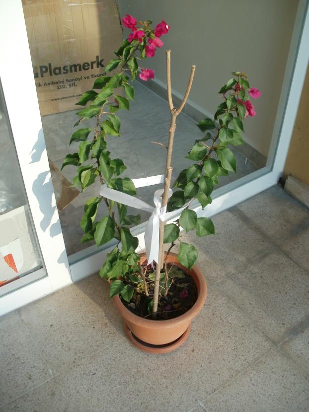 Name:  P1010312a.jpg
Views: 521
Size:  70.1 KB