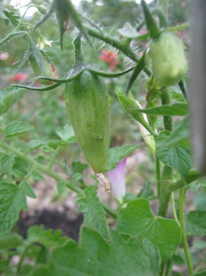 Name:  san marzano d..jpg
Views: 1314
Size:  31.4 KB