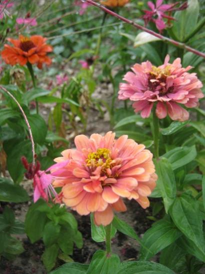 Name:  zinnia.jpg
Views: 1056
Size:  38.8 KB