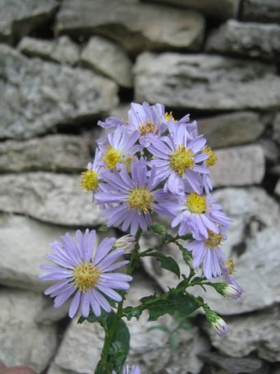 Name:  eski aster.jpg
Views: 1269
Size:  32.7 KB